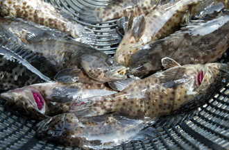 抓到了！漁業署公布石斑魚調查結果 網轟：還敢說政治操作