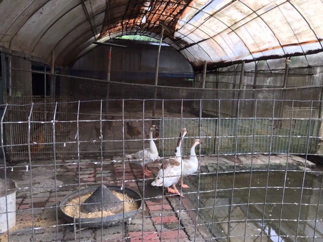 頂新和德文教基金會食公益計畫支持搭建的雞舍。（圖／頂新和德文教基金會提供）