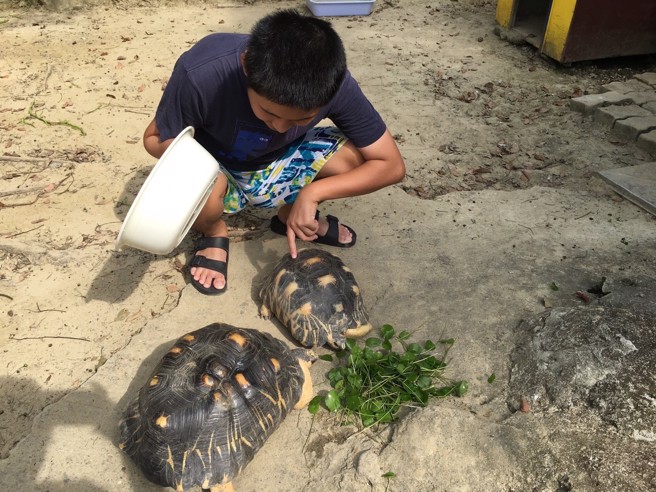 自閉症院生小義準備蔬菜餵食陸龜。（圖／頂新和德文教基金會提供）
