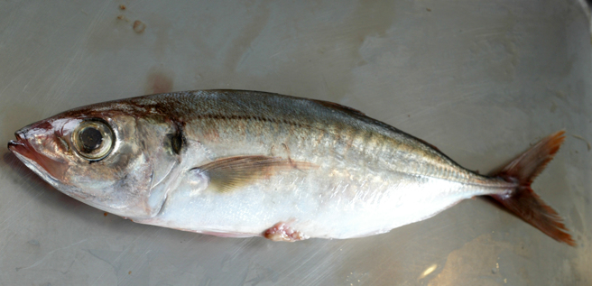 圖為竹筴魚。（資料照／鄧博仁攝）