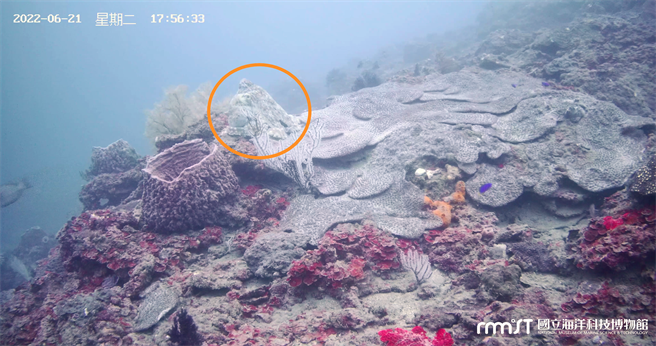 透过海科馆的5G镜头，民眾可以看到潮境海湾的即时美景。红圈内是蓝蛸大章鱼。（海科馆提供／张志康基隆传真）