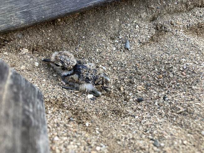 和平岛公园里的小环颈鸻孵化了第一只，园方取名为「大宝」。（和平岛公园及慢岛旅提供／张志康基隆传真）