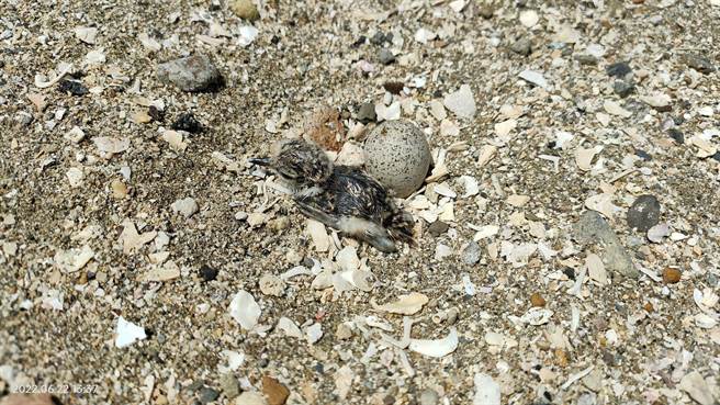 园方表示，另一颗鸟蛋近几日就会出生，预计等小鸟稍大一点，再搬至较安全的地方。（和平岛公园及慢岛旅提供／张志康基隆传真）