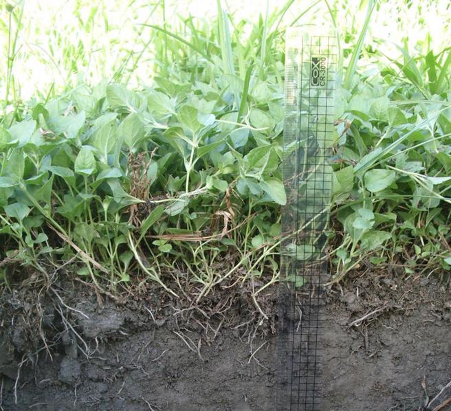 全球2050年达成净零碳排，农委会宣布2040年就要完成，台东区农业改良场着手推广果园草生栽培，增加土壤碳匯量。（图/ 中央社）
