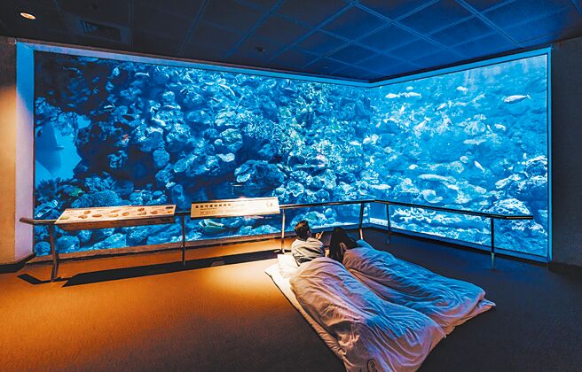 「海洋亲子营」2022年夏天首登场。图／业者提供