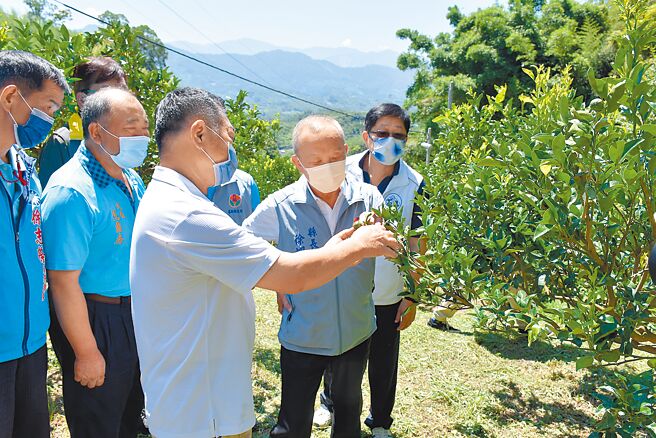 苗栗县长徐耀昌22日亲赴大湖乡察柑橘灾损，听取果农说明灾损原因及现况。（谢明俊摄）