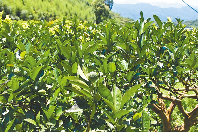 大湖乡今年柑橘挂果量非常差，部分地区只剩不到1成，整颗树只有几颗果实。（谢明俊摄）