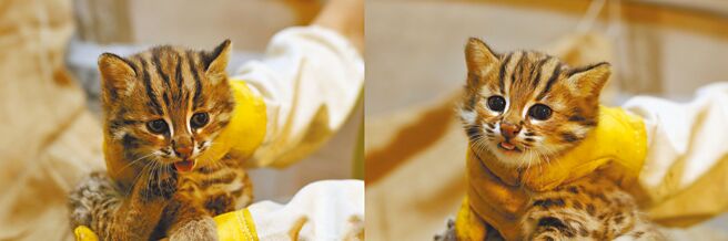 台灣原生動物守護計畫中石虎兄妹虎力旺（左）、虎力秀於台北動物園出生。（和泰汽車提供）