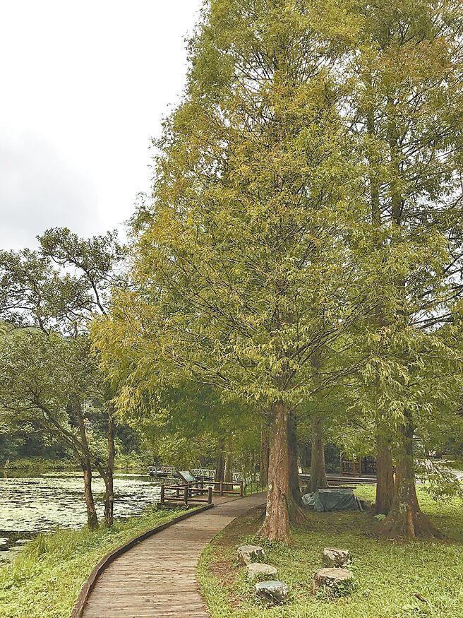 福山植物园栽植的水杉林。（林业试验所福山研究中心提供）