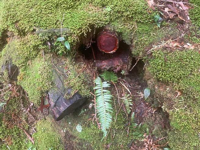 大雪山步道旁林木树根遭切锯。(东势林区管理处提供)