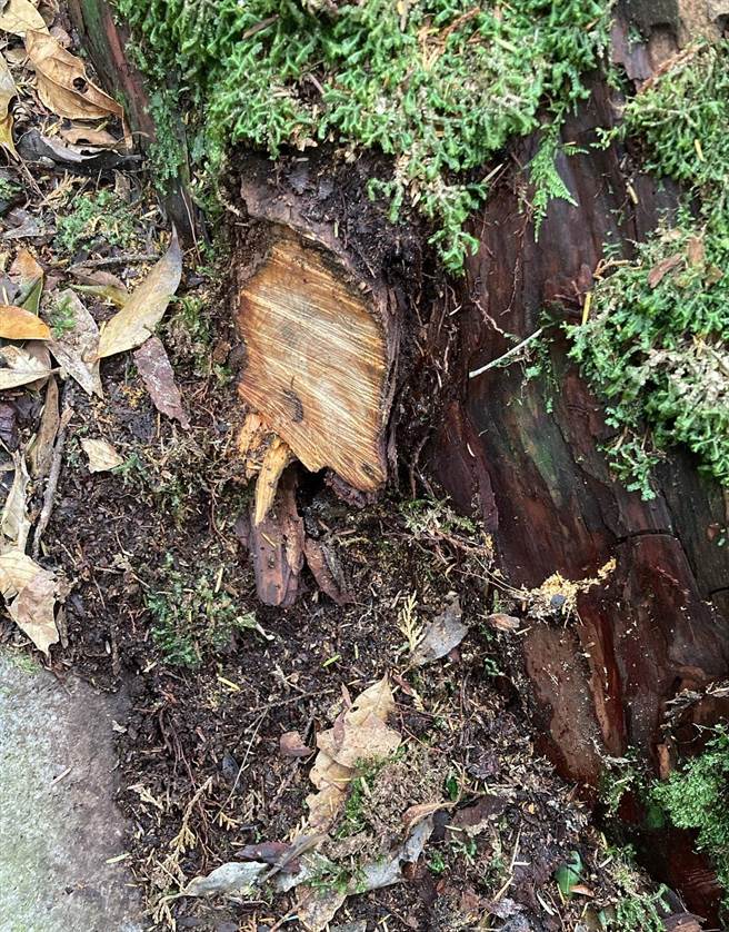 大雪山步道旁林木树根遭切锯。(东势林区管理处提供)