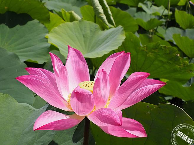 赏荷是夏日主要赏花游(摄影：洪书瑱)

