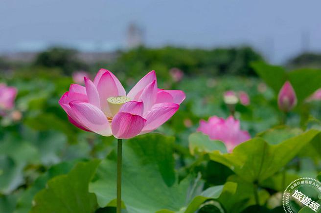 图/新北市政府观光旅游局提供