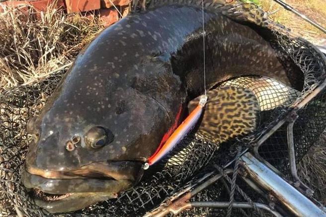 肉质鲜美的石斑鱼也可做成石斑鱼水饺。　图：海中央小舖／提供