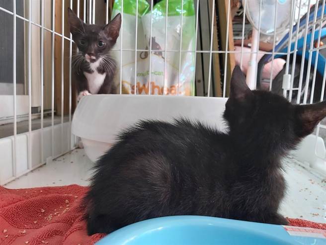 新庄区万安里爱心认养小栈的小猫等待有爱心的民眾「收编」。（新北是硐保处提供）