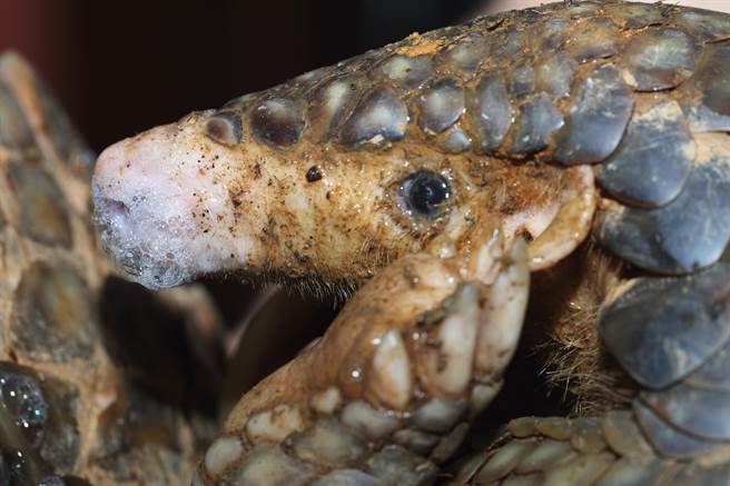 暨大神兽穿山甲「皇后泡泡」，野放回归大自然。（暨大提供／廖志晃南投传真）