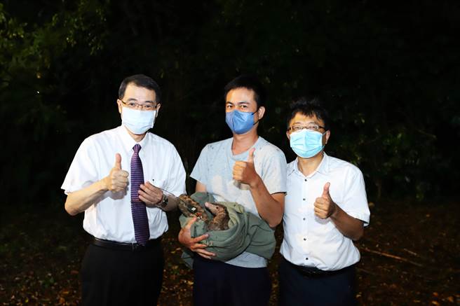 暨大神兽穿山甲「皇后泡泡」，野放回归大自然。（暨大提供／廖志晃南投传真）
