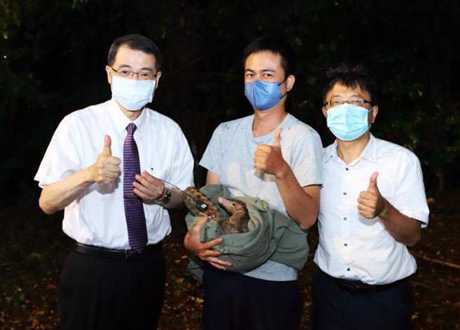 一隻保育類穿山甲日前被發現受困暨南大學污水廠機車道附近，經檢視為體長80公分、重5000公克的懷孕個體，暨大校長武東星（左）23日晚間與穿山甲專家孫敬閔（中）進行野放研究，命名這隻穿山甲研究代號為「皇后泡泡」。（圖/ 中央社）