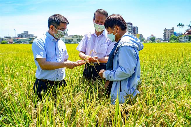 宜兰市长江聪渊（左一）等人今天前往了解稻农受损情形，并希望农委会能考量个别农民的状况，水稻收入保险才能嘉惠农民。（李忠一摄）