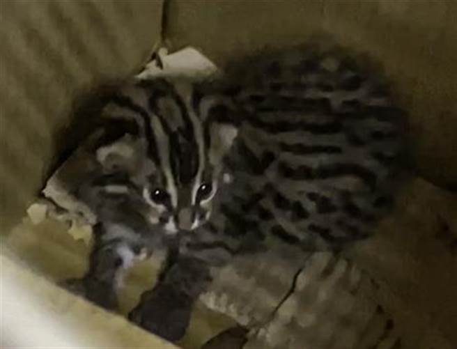 石虎宝宝尚未20日龄就已经开眼，也会在巢箱中缓慢匍匐前行。（北市立动物园提供／游念育台北传真）