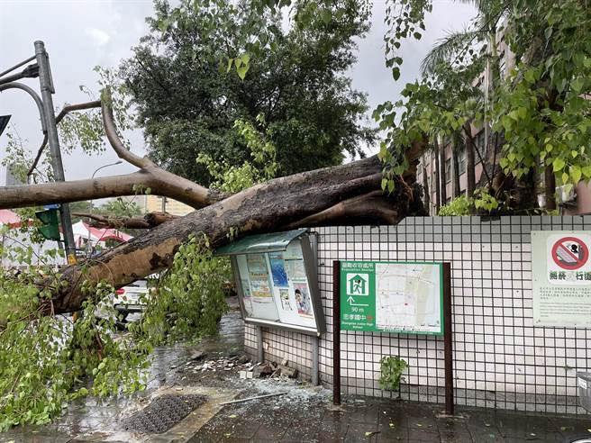 大同区忠孝国中1校树倒塌，导致2车毁损。（北市府提供／杨亚璇台北传真）
