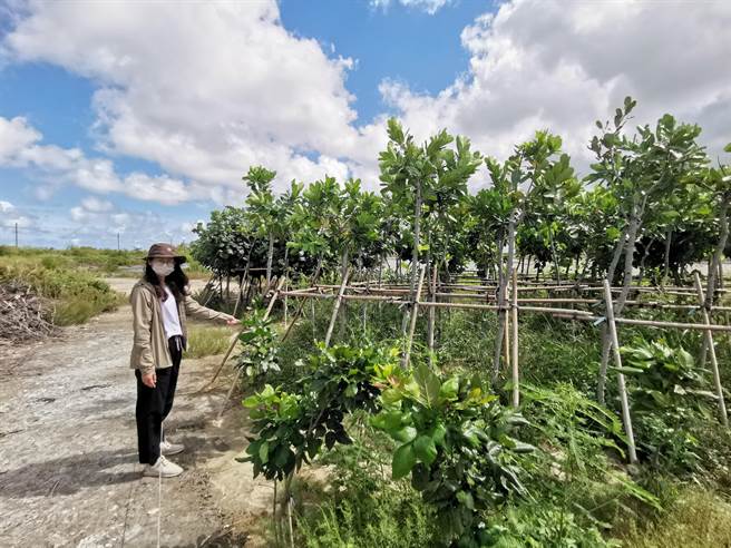 台南市农业局于七股盐滩地种树有成，近来有企业也在此加入种树行动。（刘秀芬摄）
