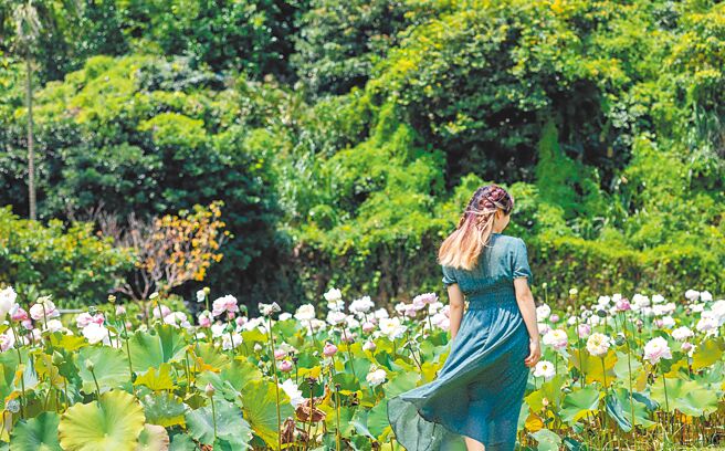 三芝区山猪堀荷花田的荷花，盛开与含苞待放的花朵交织。（新北市观旅局提供／陈慰慈新北传真）