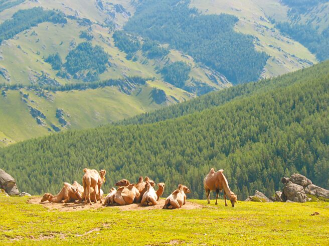 山顶上，骆驼们非要挤在唯一一块不长草的空地上。（东美文化提供）