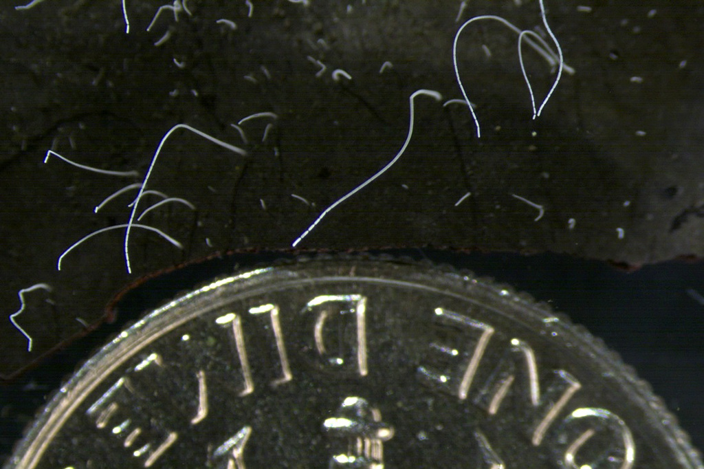 科学家发现至今全世界最大的细菌－华丽硫珠菌（Thiomargarita magnifica），这种细菌长约1公分，有如人类的眼睫毛，肉眼可见。图为显微镜下华丽硫珠菌与美国十分硬币做对比。（图／美联社、加州劳伦斯柏克莱国家实验室提供）(photo:ChinaTimes)