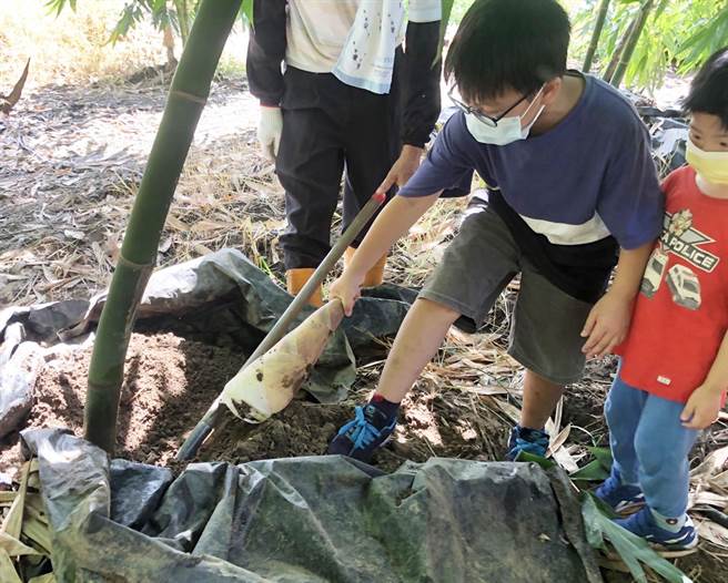  「哇！挖竹笋原来那么辛苦！」小朋友对竹笋破土而出发出惊叫与好奇！（陈世宗摄）