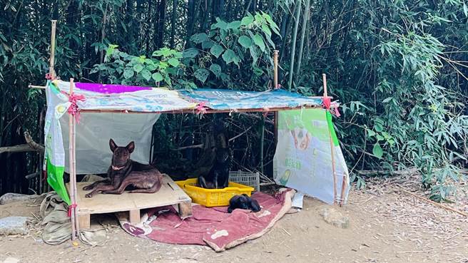 頭份市及三灣鄉交界的永和山水庫環湖公路，有許多流浪狗出沒，也有愛狗人士出面照顧。（頭份市公所提供／謝明俊苗栗傳真）