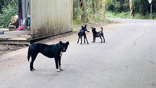 頭份市及三灣鄉交界的永和山水庫環湖公路，有許多流浪狗出沒。（頭份市公所提供／謝明俊苗栗傳真）