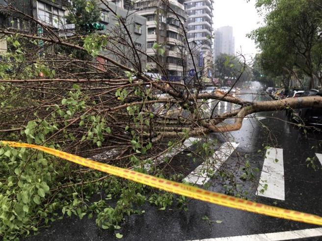 台北市25日下午1时许开始出现飘雨、打雷，警消在下午获报，松山区光復北路与延寿街交叉路口有一棵约20公尺高、直径约60公分路树倒塌。（图/ 中央社）