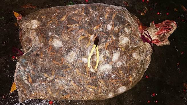 李冰丹在嘉义市圆林仔社区捕抓到一整袋亚洲锦蛙。（李冰丹提供／廖素慧嘉市传真）