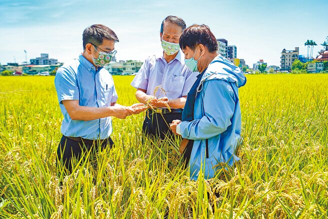 宜兰市长江聪渊（左一）等人24日前往了解稻农受损情形，江聪渊希望农委会能考量个别农民的状况，水稻收入保险才能嘉惠农民。（李忠一摄）