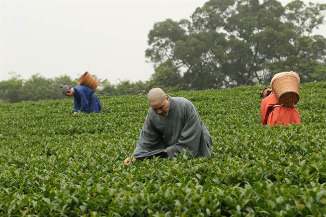 唐美雲遠赴三義茶園拍攝。（大愛電視台提供）