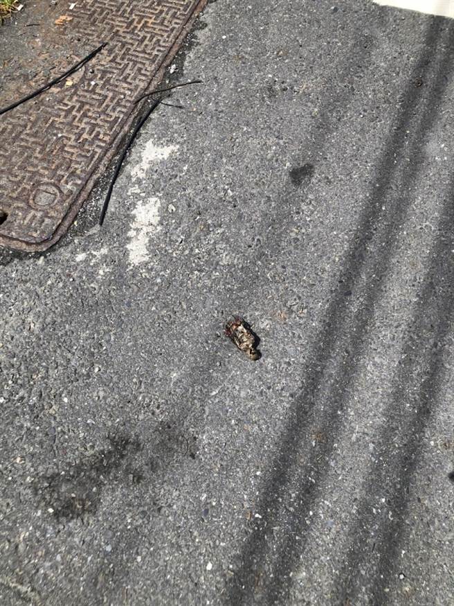 云林县台西乡近3000户停电，台电表示鸟类碰触电杆横担押酿祸。（台电云林区处提供／张朝欣云林传真）