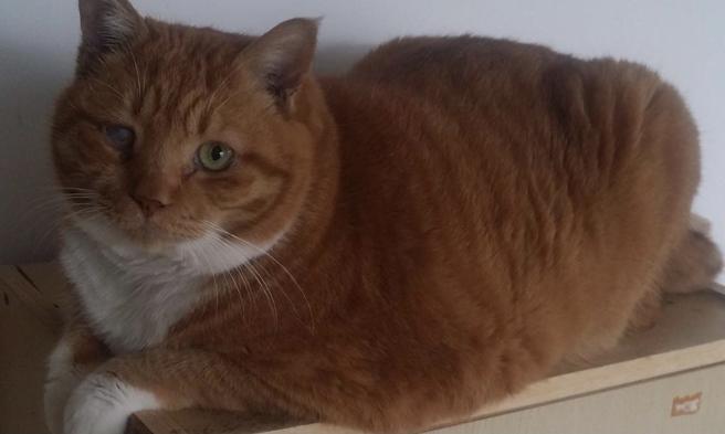 杨秉儒》我的猫「吹风都会胖」