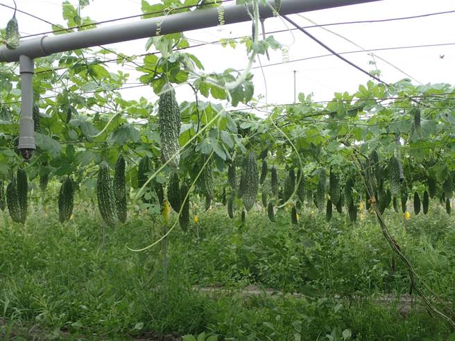 花蓮原鄉秀林鄉看準山苦瓜商機，有意引進部落種植，日前向逾20年育成山苦瓜豐富經驗的花蓮區農業改良場取經，開設原力部落行動學堂「山苦瓜栽培管理及利用班」，盼能將其成為原鄉特色作物，提升族人農產收益。（花蓮區農改場提供／羅亦晽花蓮傳真）