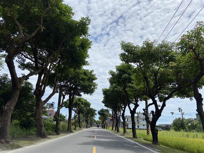 宜蘭縣冬山鄉富農路一段約長1.3公里，路的兩旁種植161棵的茄苳樹，樹齡估計有40年，平均樹高2、3層樓高，樹徑也有40至60公分，整排綠意盎然的樹蔭大道，形成愜意的風情。（吳佩蓉攝）