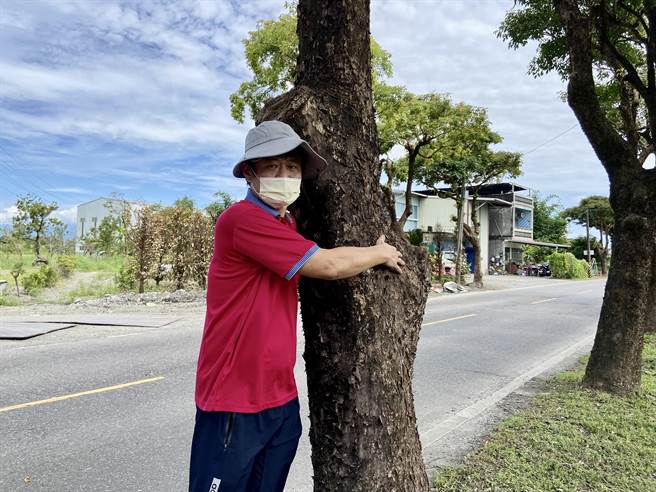 宜蘭縣冬山鄉富農路一段約長1.3公里，路的兩旁種植161棵的茄苳樹，樹齡估計有40年，平均樹高2、3層樓高，樹徑也有40至60公分，整排綠意盎然的樹蔭大道，形成愜意的風情。(在地居民陳長偉)（吳佩蓉攝）