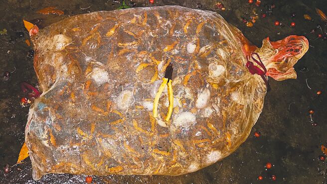 李冰丹在嘉义市圆林仔社区捕抓到一整袋亚洲锦蛙。（李冰丹提供／廖素慧嘉市传真）