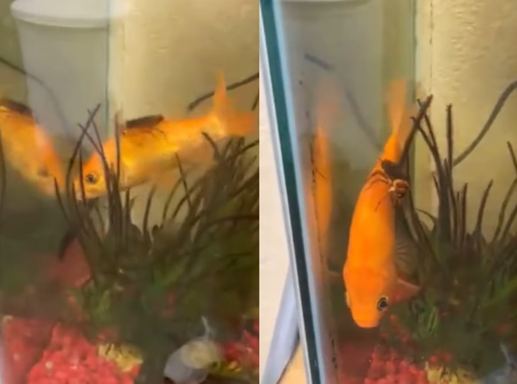 網友拍下蟑螂在魚缸裡「騎金魚」的罕見畫面，引發話題。(示意圖/達志影像)