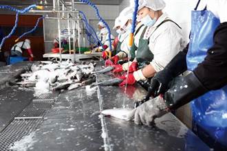 搶救石斑魚 高市府補助養殖戶每公斤20元