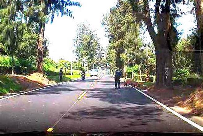 金门1头粉红大猪今早在送往中兰屠宰场途中，从高逾2米的运猪车上跳下来，拖着受伤的猪腿在环岛北路溜达。（警方提供）