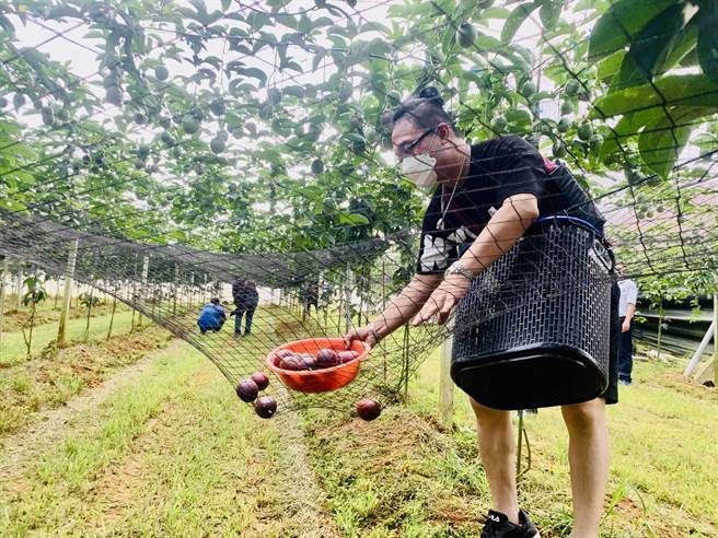 农民在百香果园挂吊网，防止果实掉落「脑震盪」。（廖志晃摄）