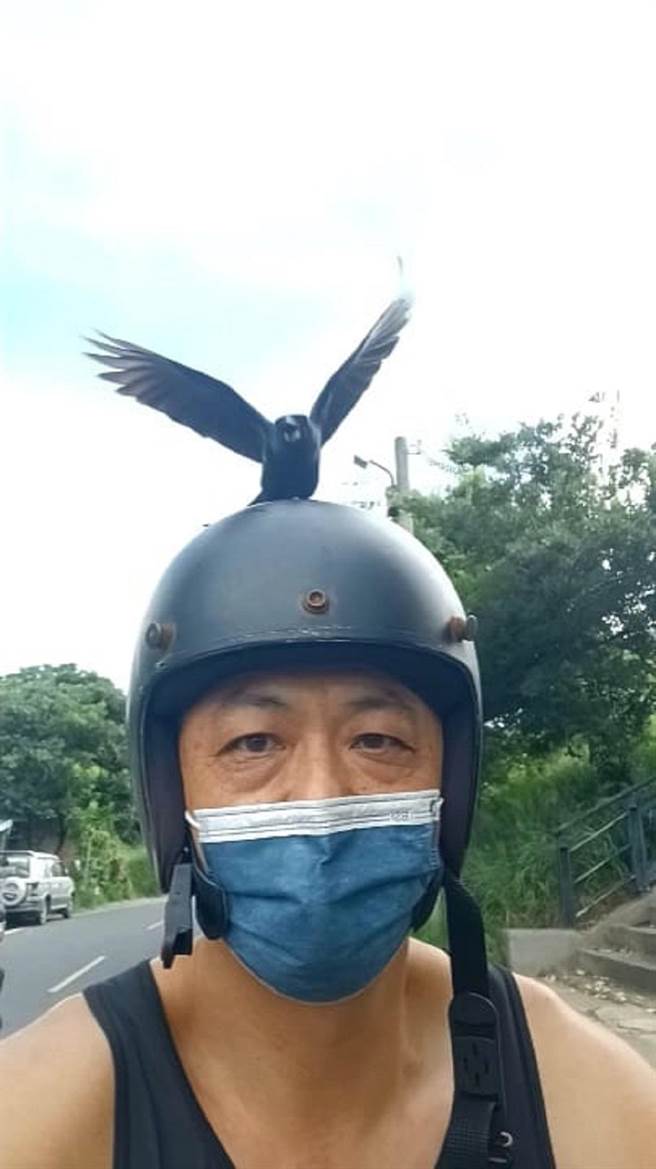 乌鹙攻击骑士险象环生，云林县北港镇公馆里里长将设告示牌示警。（读者提供／张朝欣云林传真）