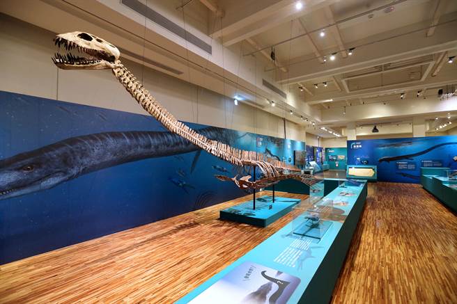 台博馆「水怪－水栖爬行动物化石展」，完整又巨大的蛇颈龙化石贯穿展场。（黄世麒摄）