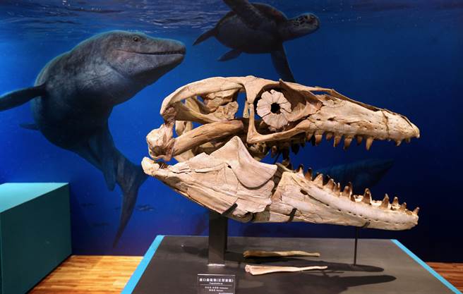 台博馆「水怪－水栖爬行动物化石展」，借展自国立自然科学博物馆的「前口齿沧龙」头骨化石相当珍贵。（黄世麒摄）