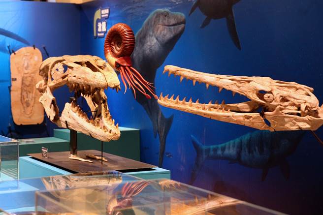 台博馆「水怪－水栖爬行动物化石展」，借展自国立自然科学博物馆的「扁掌沧龙」骨骼（右）及「前口齿沧龙」头骨化石（左）相当珍贵，展场上方吊挂菊石（中），代表这是牠们的食物来源之一。（黄世麒摄）